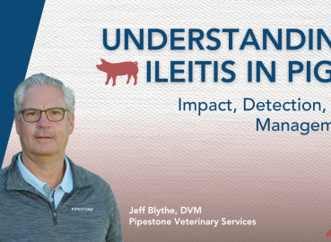 Understanding Ileitis in Pigs: Impact, Detection, and Management