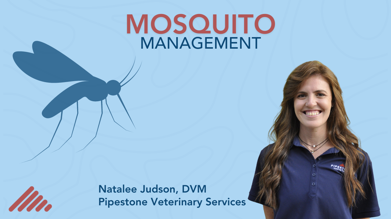 Mosquito Management