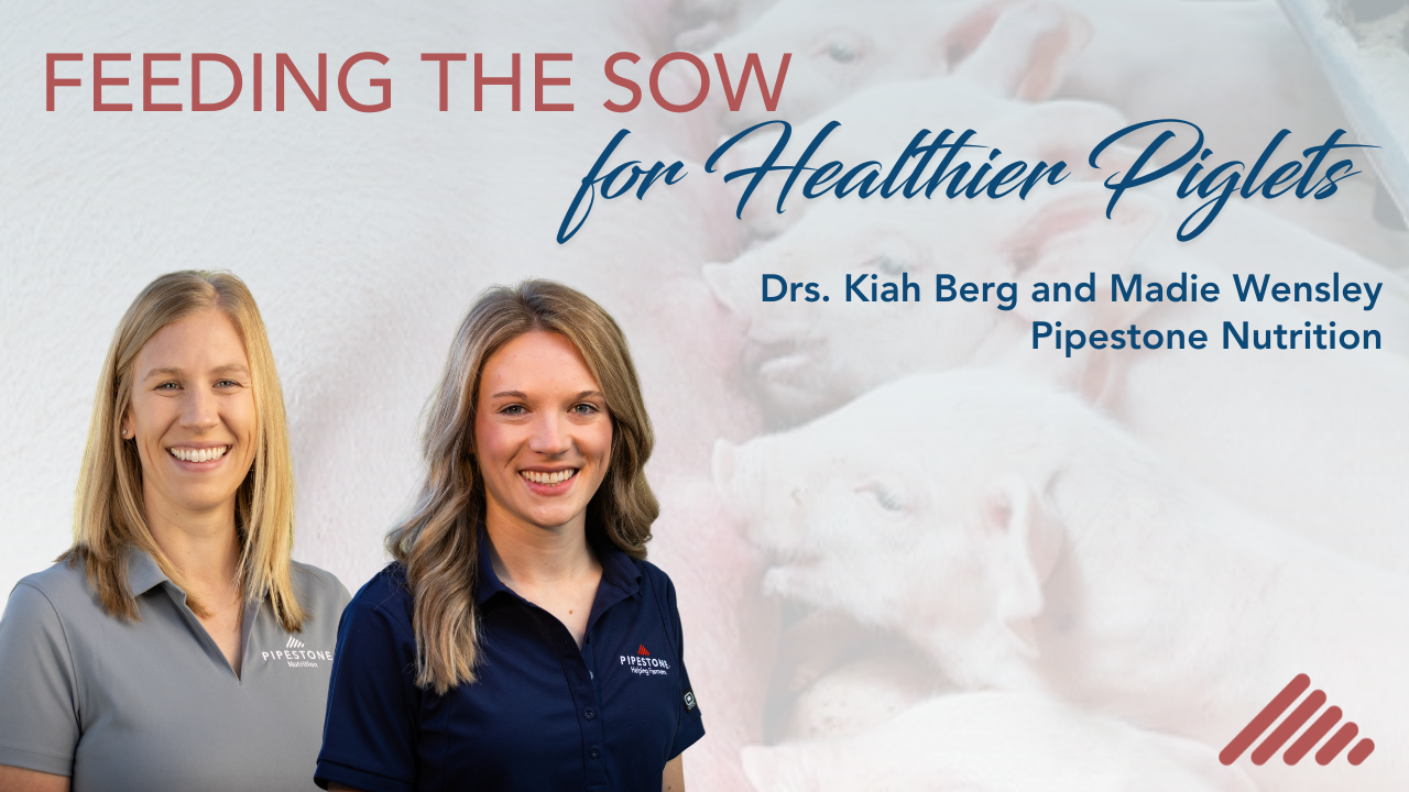 Feeding the Sow for Healthier Piglets