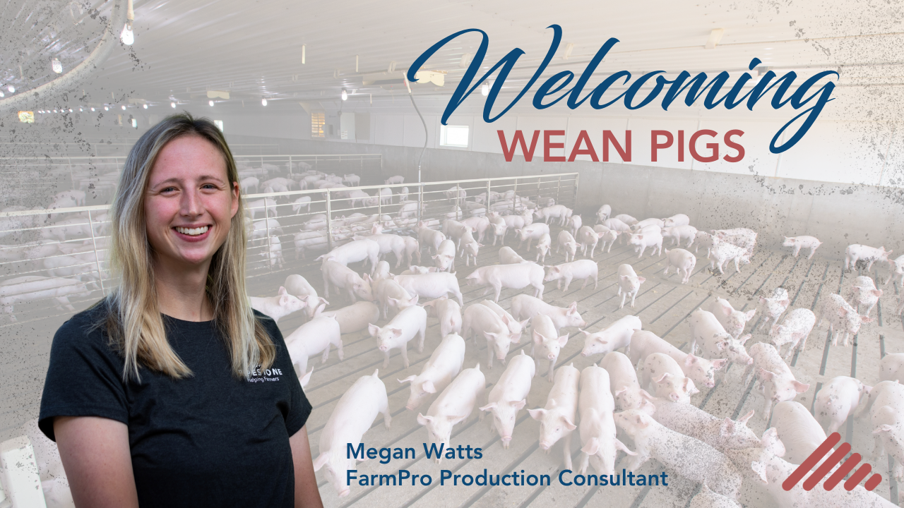 Welcoming Wean Pigs